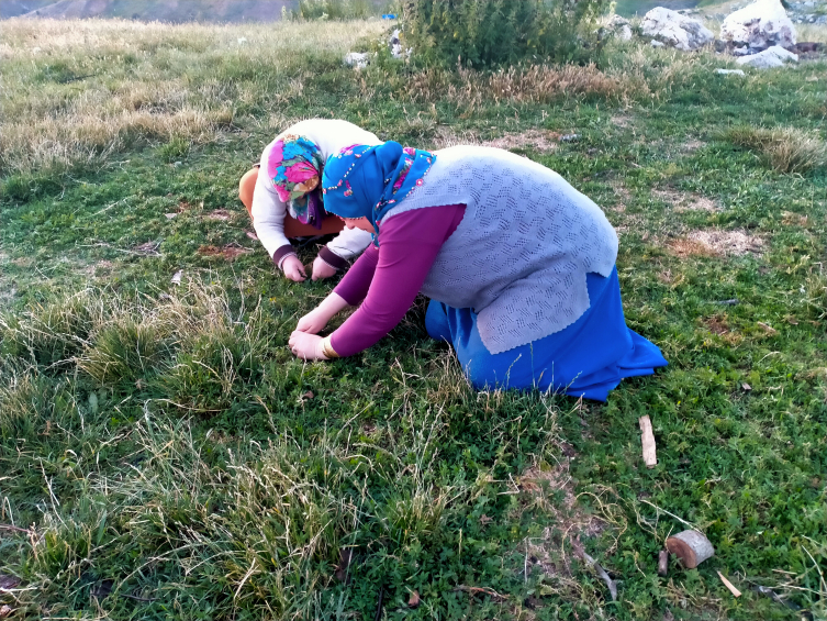 Tokat'ta 1700 rakımlı yaylalardan toplanan madımak sofralardaki yerini aldı